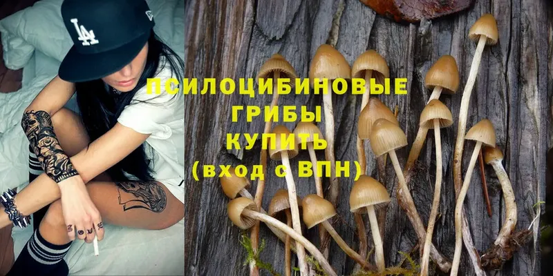 Галлюциногенные грибы Psilocybine cubensis  Арамиль 